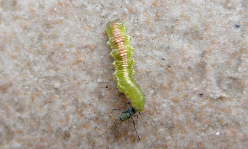 Larva, pupario, adulto: Scaeva dignota? ....Scaeva selenitica